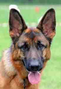 German Shepherd Ear Problems: Get To Understand now! - iHomePet