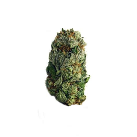 AK47 Autoflowering (Fatbush Seeds) :: Cannabis Strain Info