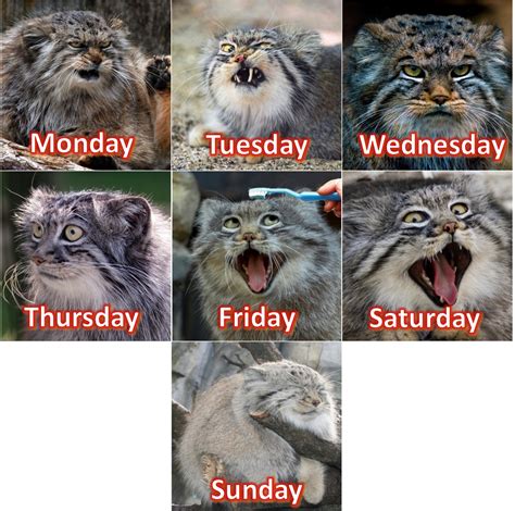 The Manul Cat seems very expressive, so I made it into a week-calendar. | Manul cat, Cute cats, Cats