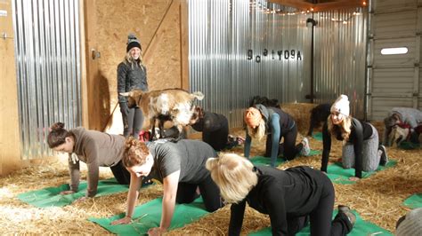 Goat Yoga Long Island 2024 - Sadie Collette