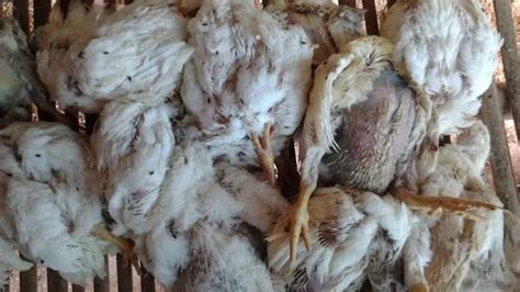 Gejala Penyakit Flu Burung Pada Ayam Broiler (Avian Influenza) » Yuk Ternak