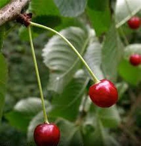 Black Cherry Fruit Tree Seeds Organic Prunus serotina Wild | Etsy