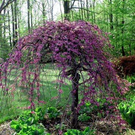 Best Trees for Small Yards - Home, Garden and Homestead