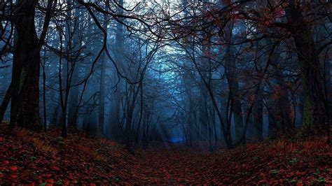 Autumn Forest Wallpapers - Wallpaper Cave