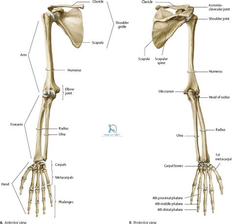 Joints of the Upper Limb: Anatomy, Movement & Ligament involvement » How To Relief