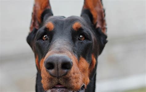 Doberman Dog Portrait · Free photo on Pixabay