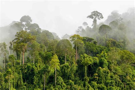 Tropical Rainforest, One of Earth’s Large Biome - Taman Safari Bali