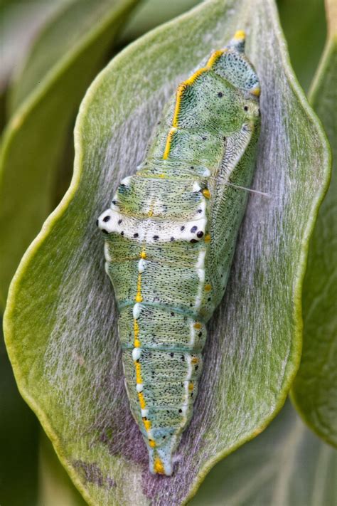 chrysalis by Alberto Rot Albarca / 500px | Butterfly chrysalis ...