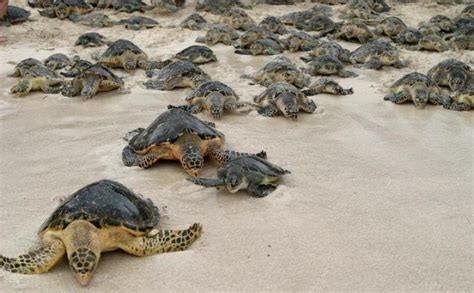 Climate and Longevity Tied to Loggerhead Turtle Nesting Behavior | Nature World News