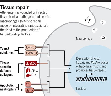 Specific repair by discerning macrophages | Science