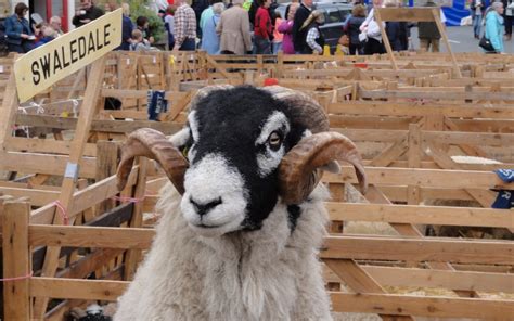 Woolly Facts - in praise of the Swaledale Sheep - Yorkshire's Best Guides