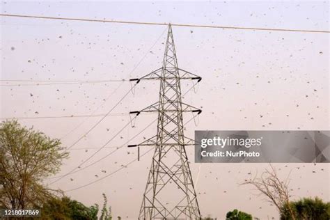 94 Locust Attack India Stock Photos, High-Res Pictures, and Images ...