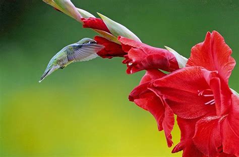 50 Stunning Hummingbird Pictures You Need to See - Birds and Blooms