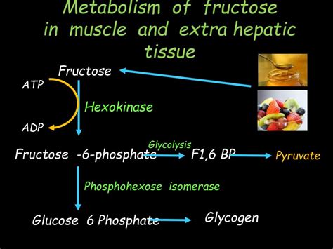 Fructose metabolism