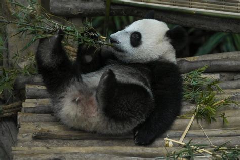 The third giant panda cub born in Zoo Negara Malaysia is finally named