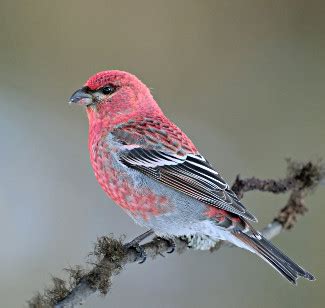 Pine Grosbeak - Photo, facts, and identification tips