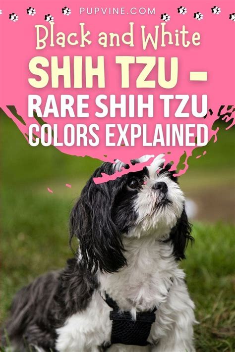 Black And White Shih Tzu – Rare Shih Tzu Colors Explained | Shih tzu, Black shih tzu, Black and ...