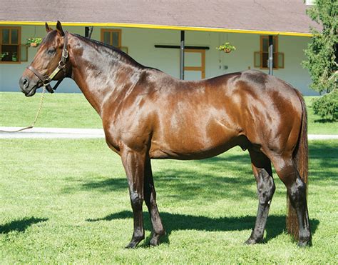 Stallions Archive - Claiborne Farm