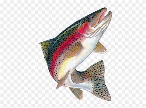 Trout Clipart - Rainbow Trout Jumping Out Of Water - Free Transparent PNG Clipart Images Download