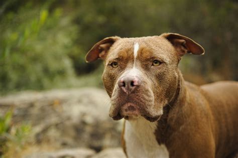 Key Traits That Define the Personality of a Pit Bull-Lab Mix - DogAppy