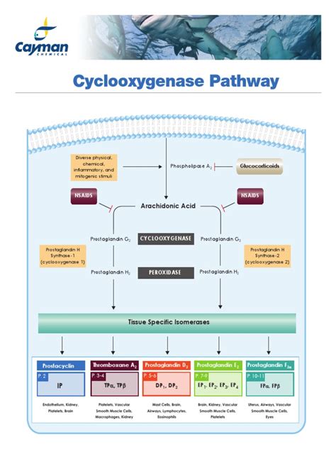 Cyclooxygenase Pathway | PDF | Prostaglandin | Cell Biology