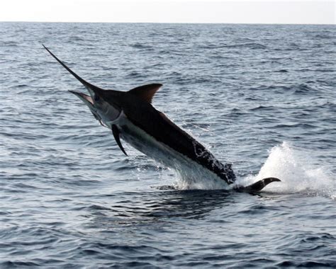 How to Catch Black Marlin - Tips for Fishing for Black Marlin