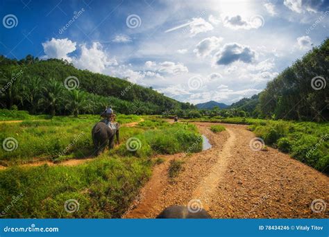 Elephant Safari in Thailand Stock Photo - Image of country, northern: 78434246