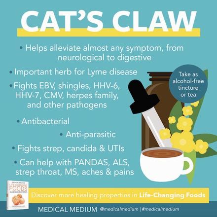 Cat's Claw: Life-Changing Herb