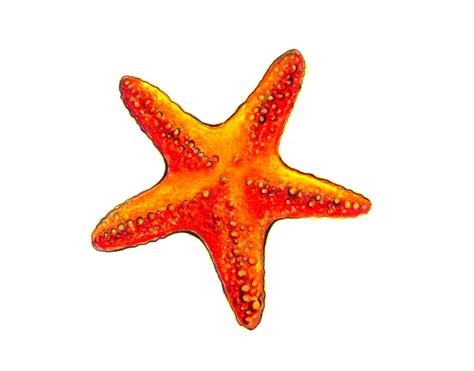 Starfish Drawing at GetDrawings | Free download