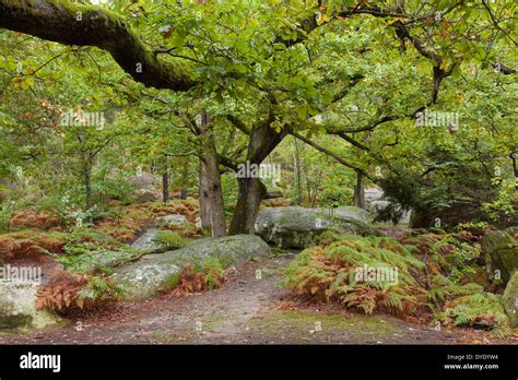 Fontainebleau france forest hi-res stock photography and images - Alamy