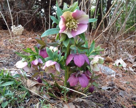 My beautiful Hellebores.