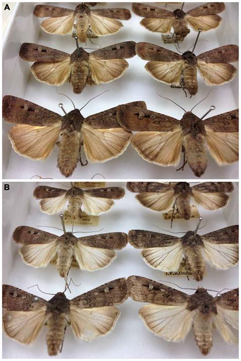 Frontiers | The Australian Bogong Moth Agrotis infusa: A Long-Distance Nocturnal Navigator