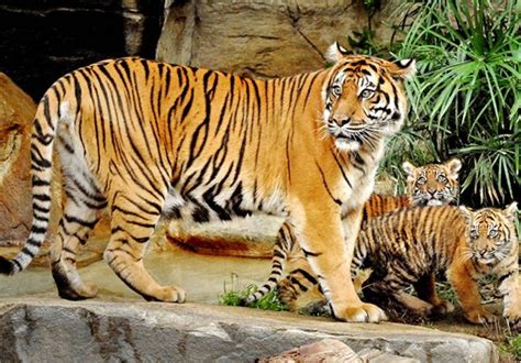 The natural habitat of tigers declined by forty percent in the last ...