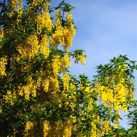 Laburnum Tree Plant – Wanieta