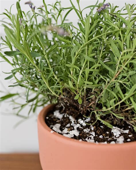 How to Grow Lavender Indoors | Growing lavender, Growing lavender ...