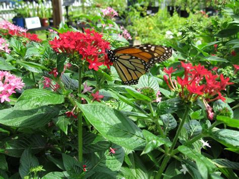 Butterfly Monarch Gardens One Of Spring’s Simple Delights