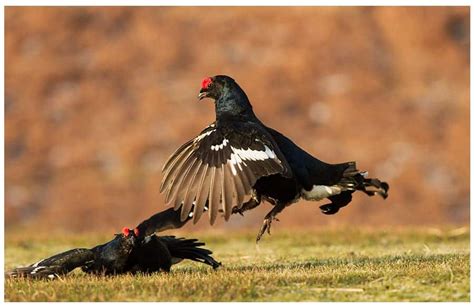 Black Grouse in Scotland | Focusing on Wildlife