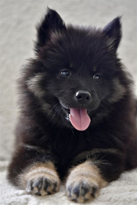 Eurasier Puppy Dog - Free photo on Pixabay