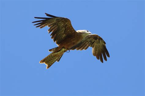 Hawk | Doing aerial acrobatics at the bird show at O'Reily's… | Flickr