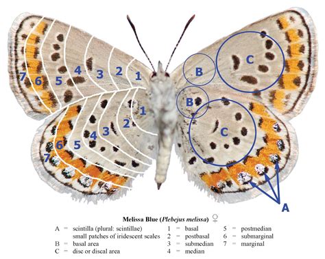 Northwest Butterflies: Anatomy & Wing Terminology