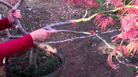 The Art of Pruning Japanese Maples Part 3 - YouTube