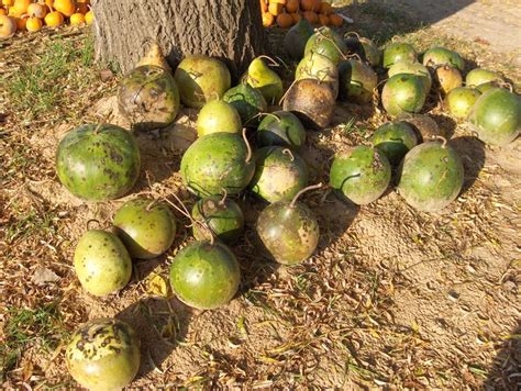 drying gourds | How to dry gourds, Greenhouse supplies, Garden supplies