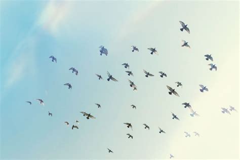 Do Blue Jays Migrate? (Yes & No - Here's Why!)