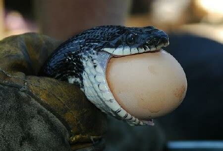 Reptile Facts - grimelords: Snakes eating eggs. There are only...