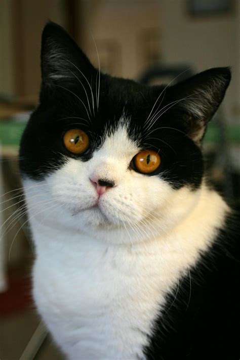 Tuxedo Cat British Shorthair Black And White Cat Breeds