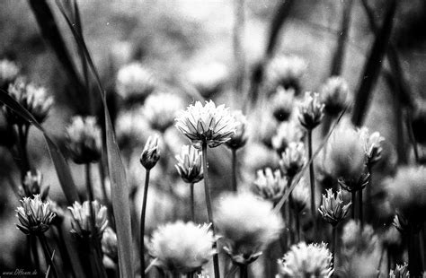 Grayscale photography of flowers HD wallpaper | Wallpaper Flare