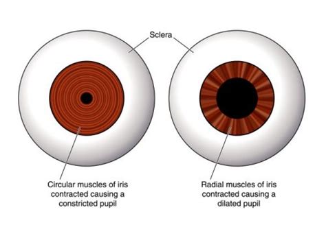 Pupil Function Simulation – Eye-Courses.com