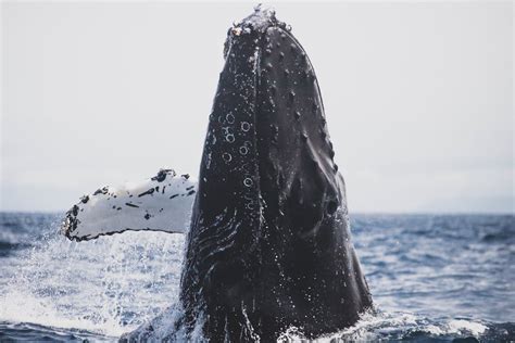 Black Whale in Ocean · Free Stock Photo