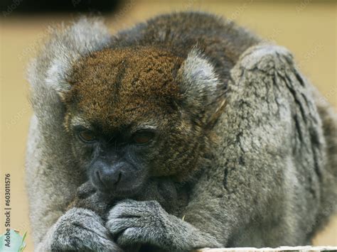 Cute greater bamboo lemur curled up for a nap, aka broad-nosed bamboo ...