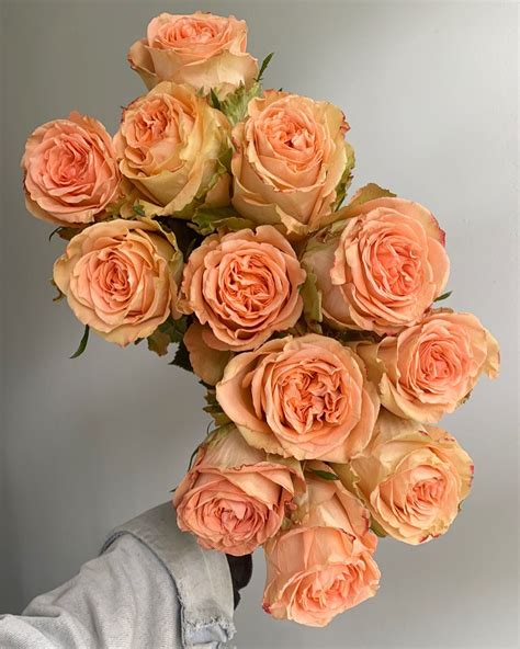 “Country Home” Peach Garden Roses | Rose, Peach roses, Beautiful flowers